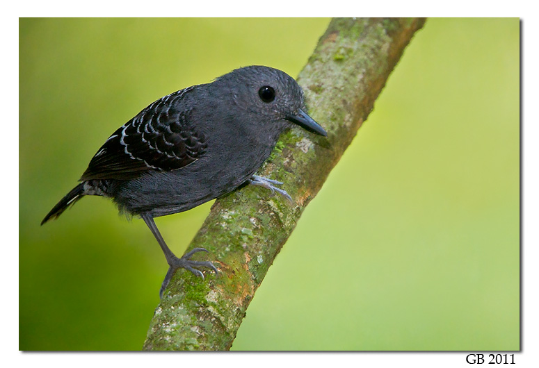 SCALE-BACKED ANTBIRD